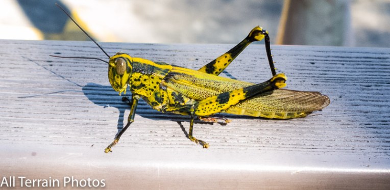 All creatures great and small